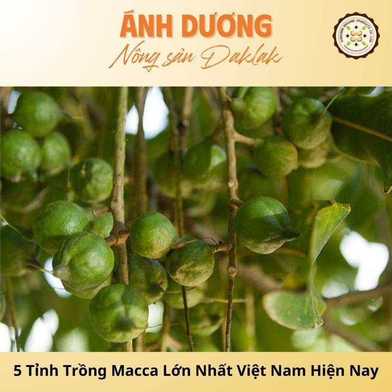 The 5 Largest Macadamia Growing Provinces in Vietnam Currently