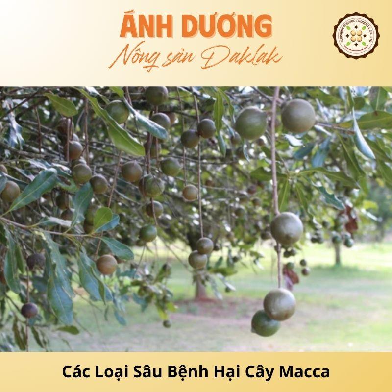 Các Loại Sâu Bệnh Hại Cây Macca & Cách Phòng Ngừa