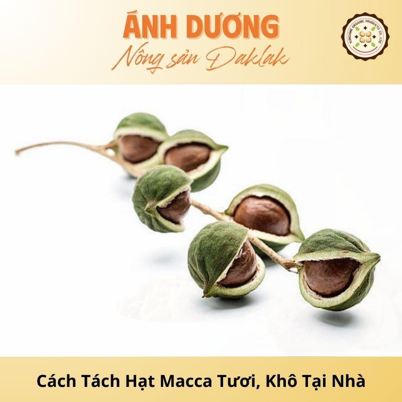 Cách Tách Hạt Macca Tươi, Khô Đơn Giản Tại Nhà