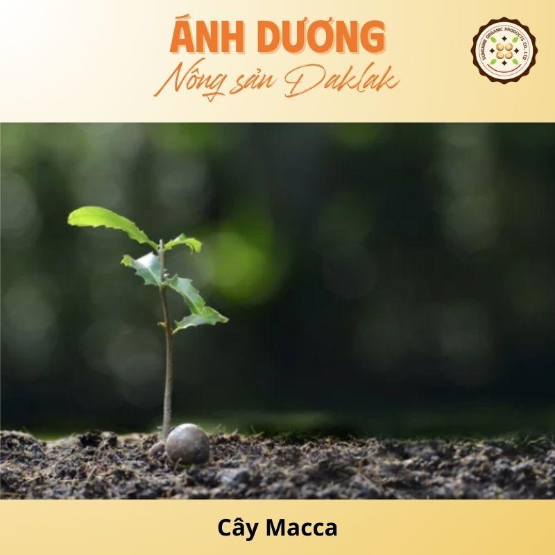 The Macadamia Tree: Origin And Development Opportunities in Vietnam