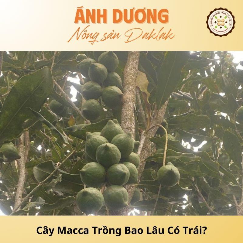 How Long Does It Take For Macadamia Tree To Bear Fruit?