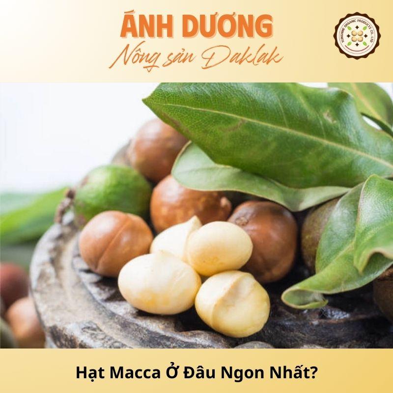 Where Is The Best Macadamia Nut? Useful Tips For You!