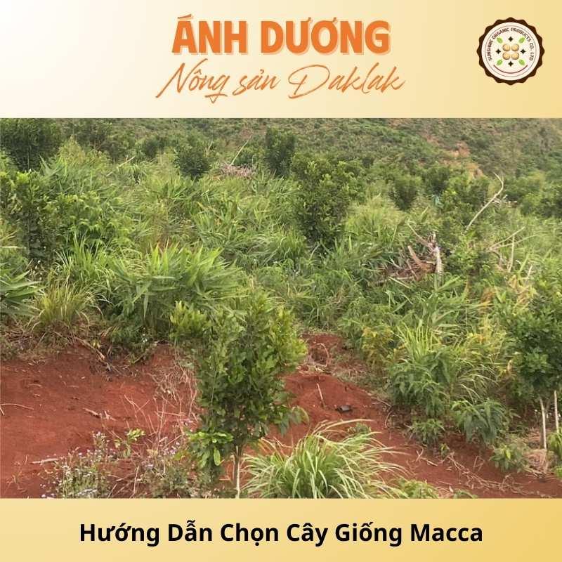 Instructions for Choosing Macadamia Seedlings With High Yielding