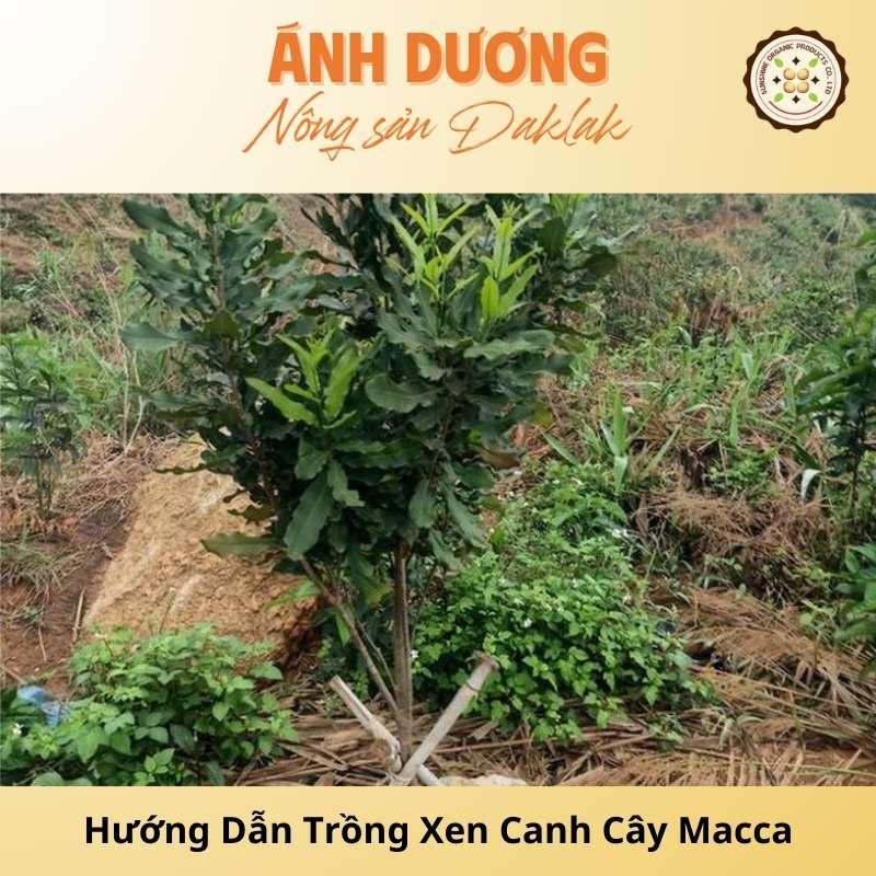 Trồng Xen Macca: Bí Quyết Tăng Hiệu Quả Kinh Tế