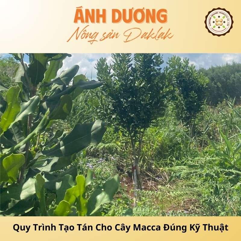 Quy Trình Tạo Tán Cho Cây Macca Đúng Kỹ Thuật