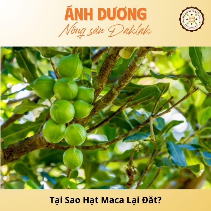 Tại Sao Hạt Maca Lại Đắt? Giải Thích Nguyên Nhân