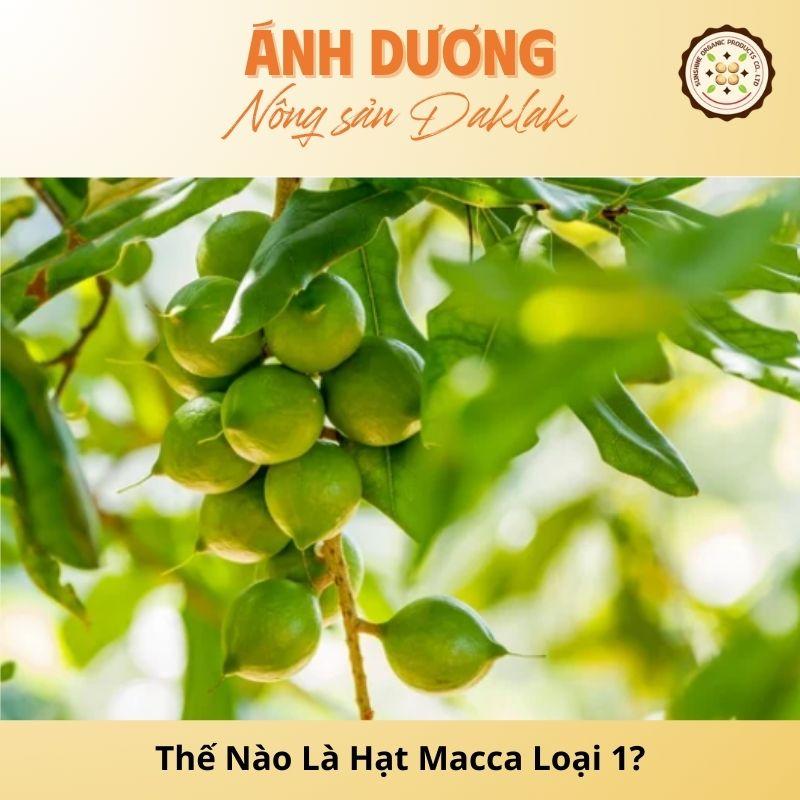 Thế Nào Là Hạt Macca Loại 1? Cách Phân Biệt!